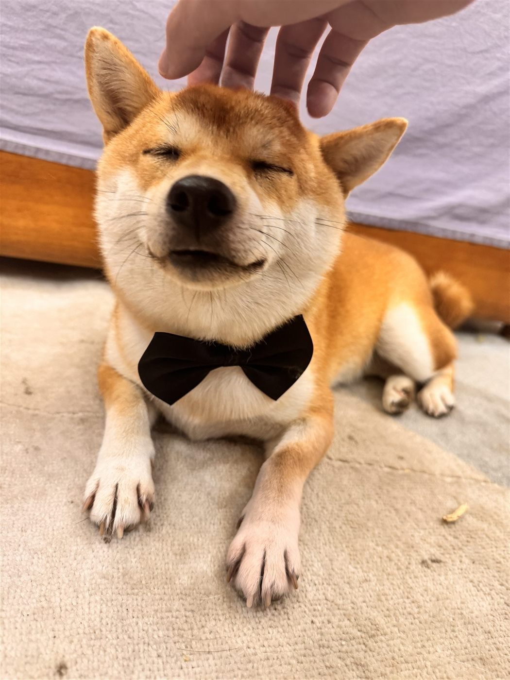 佩戴领结的柴犬