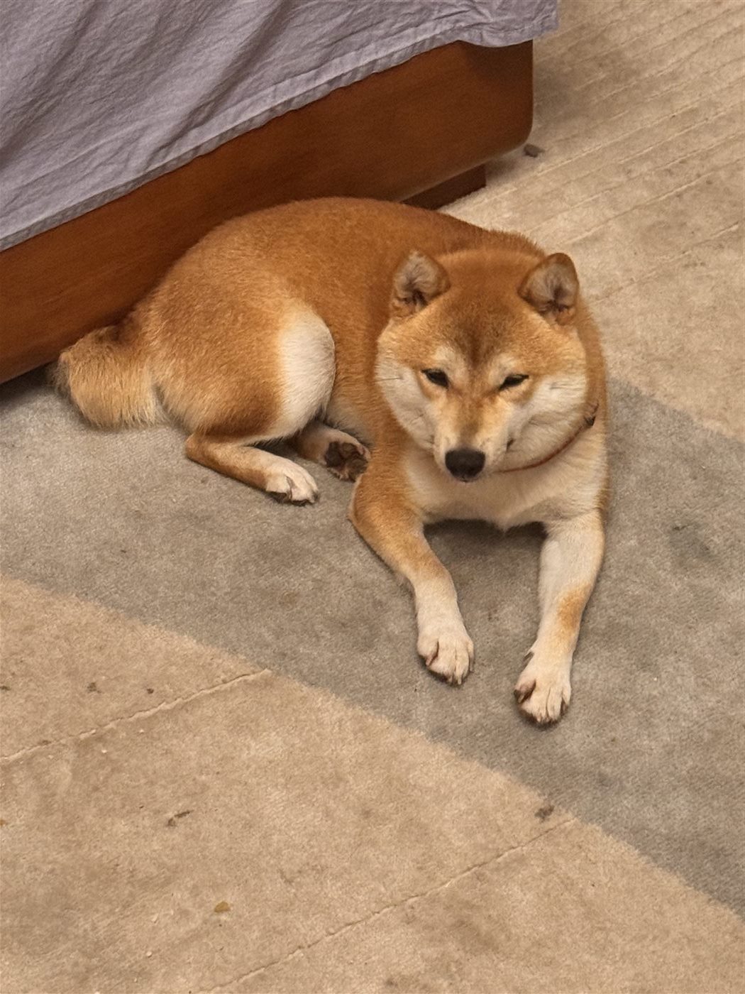 安静休息的柴犬